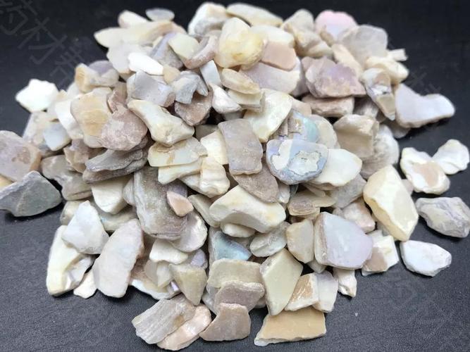 8种贝壳类中药材高清大图赏析
